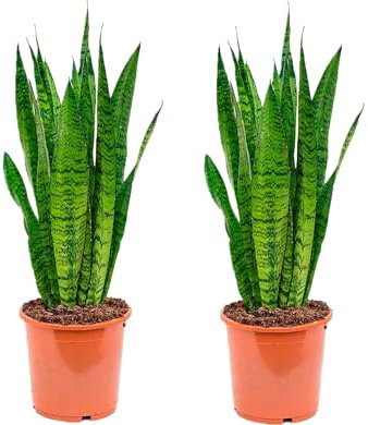 Sanseviera - Lengua de suegra Y Lengua de tigre - Planta natural para casa u oficina - Planta de interior de decoración SP19 (Pack 2 Lengua de Tigre)