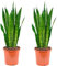 Sanseviera - Lengua de suegra Y Lengua de tigre - Planta natural para casa u oficina - Planta de interior de decoración SP19 (Pack 2 Lengua de Tigre)