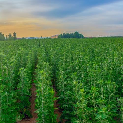 250 pcs artemisia annua samen winterharte pflanzen für garten beifuß samen samen anzucht winterharte pflanzen gartenpflanzen winterhart mehrjährig artemisia annua pflanze kaufen gartenpflanzen