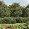 Verderoom Maschendrahtzaun komplettset 1.6 x 25m Maschendrahtzaun 140 cm höhe Gartenzaun komplettset Gartenzaun Maschendrahtzaun set anthrazit Verzinkter Stahl-Anthrazit-1.4 x 25 m