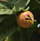 Mispel Nottingham 100-125cm - Mespilus germanica