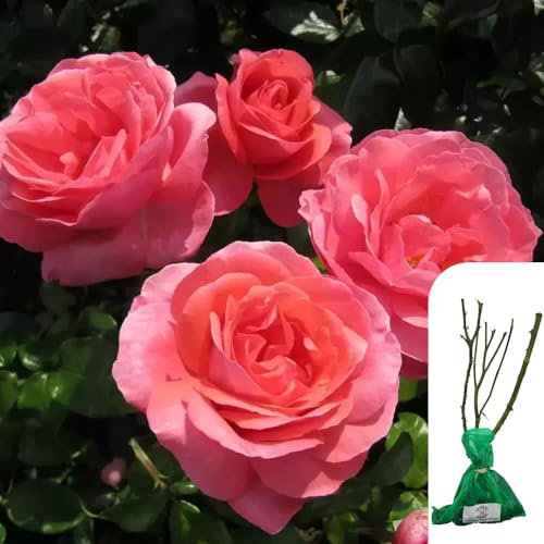 1 x Rosa 'Special Anniversary' Hybrid Tea Rose - RHS Award-Winning Pink English Rose, Elegant Blooms, Ideal for Garden Borders & Containers - When Only The Best Will Do - Top Grade “A” Roses
