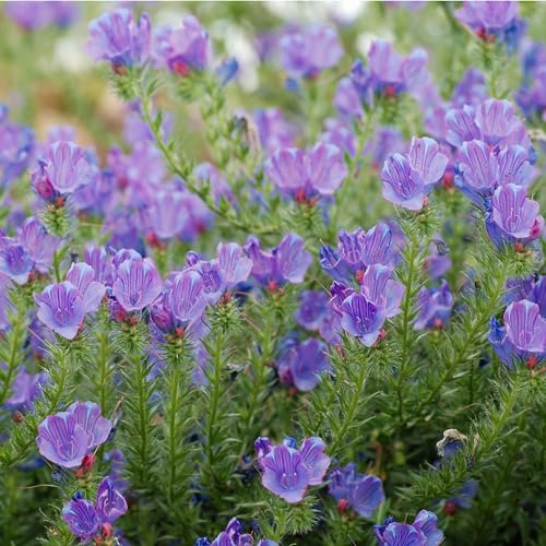 Wegerichblättriger Natternkopf (Echium plantagineum) Samen. Bienenweide (2000 Samen = 6,0g)