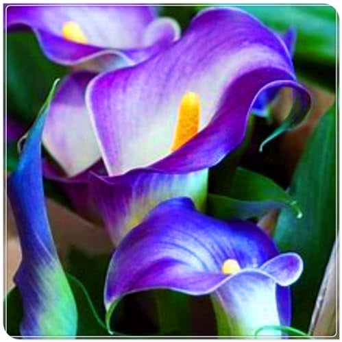 Calla mit seltenen Farben, extrem kältebeständig, mehrjährig, geeignet für Garten- und Zimmerdekoration, kann getopft werden-2 stück-I