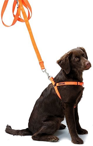 Farmland Umhängeleine Führleine Hundeleine für Hunde, Verstellbar 130-250 cm, Softnylon, Reflektierend, Orange