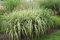 1 x Miscanthus sinensis 'Cabaret' im 1 Liter Topf (Ziergras/Gräser/Winterhart/Mehrjährig/Staude) buntes großes Chinaschilf - Streifenlook für stilvolle Akzente - von Stauden Gänge
