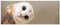wandmotiv24 Leinwandbild Eule, Kauz, Tier, Vogel 100x40cm (BxH) M1112