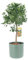 KENTIS - Pianta di Mandarino - Citrus Reticulata - Alberi da Frutto in Vaso da Esterno - Piante Vere - H 70-80 cm Ø 20 cm
