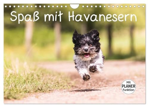 Spaß mit Havanesern (Wandkalender 2024 DIN A4 quer), CALVENDO Monatskalender: Fröhliche Havaneser begleiten Sie durch Ihr Jahr. Lassen Sie sich verzaubern. (CALVENDO Tiere)