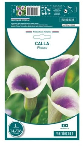 Verdecora Bulbo Cala 'Picasso' - 1 unidad - Arte y Belleza en Tu Jardín - Bulbos de primavera