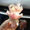RJSQAQE Kleiner Blumenstrauß für Auto-Lufterfrischer,Mini-getrocknete Blumen,Blumenstrauß Auto-Lüftungsschlitz-Clips,getrocknete Blumen,Parfüm,Auto-Luftauslass-Dekor,Auto-Diffusor ätherisches Öl