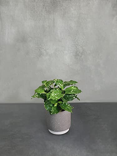 All Occasions Indoor Houseplants with Ceramic Pot, Real Indoor Plant for Home, Bedroom, Kitchen and Living Room, Perfect for Clean Air, Delivered Next Day Prime (Coffee Arabica)