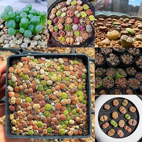 150 Pcs lithops lebende steine samen, sukkulenten samen zimmerpflanzen Sukkulenten Samen, succulent zimmerpflanzen succulent, pflanzen züchten sukkulenten, exotische pflanzen sukkulenten