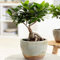 Ficus Ginseng dekorativer chinesischer Bonsai für innenräume lebende Hauspflanze im12cm Topf