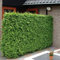 10 Stück Lebensbaum Brabant 40-60 cm - Thuja occidentalis Brabant - Heckenpflanze - Koniferen