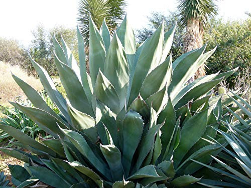 Agave Marmorata - Agave marmorizzato - 10 semi - NPWS: Seeds: Only Seeds