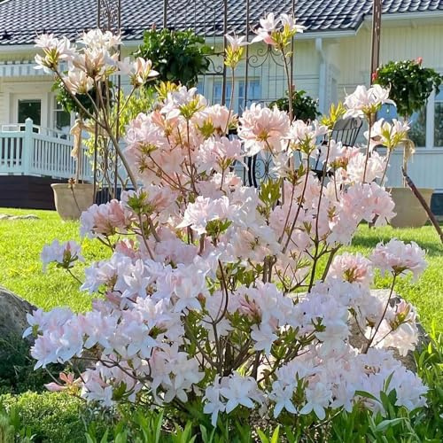 azalee winterhart - rhododendron stauden mehrjährig balkon deko 100samen