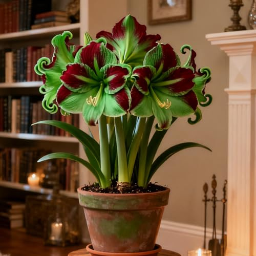 Bulbos de Amarilis, Fáciles de plantar y cuidar, Embellecer el medio ambiente, Perfecto para decorar balcones y salones.-1 Rizoma-A