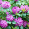 Rhododendron Roseum Elegans Evergreen Bushy Pink Flowering Garden Shrub (20-30cm (Incl. Pot))