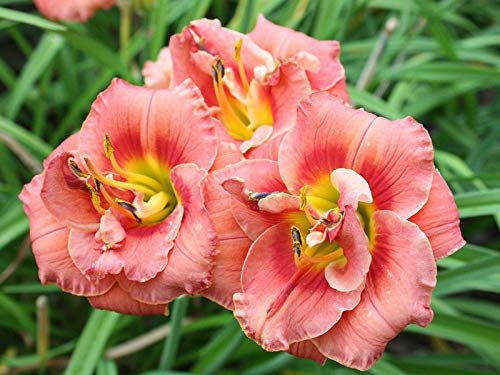 Portal Cool Hemerocallis - Rose Corsage - Daylily - Cottage Giardino perenne