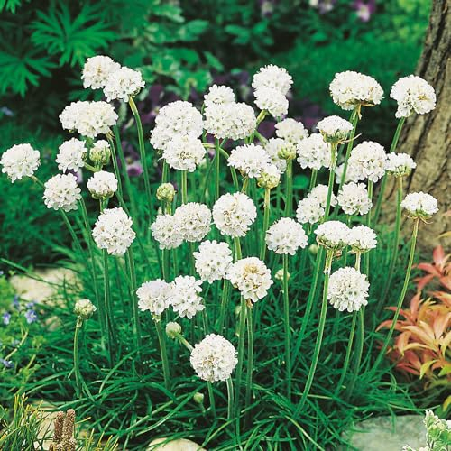 Strandnelke/Grasnelke 'weiß' - Armeria maritima Alba, anspruchsloser Sommerblüher, 3 Pflanzen
