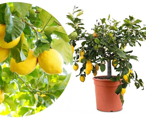 Meine Orangerie Zitronenbaum Halbstamm Grande - echte Zitrone - veredelter Zitrusbaum - Citrus Limon - extra dicker Stamm - Fruchtreife Zitrone