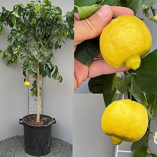 SAVINI VIVAI Zitruspflanze Römische Linde oder Patriarch im 35 cm Topf, Höhe 150-180 cm, 6-7 Jahre Veredelung, hergestellt in Italien