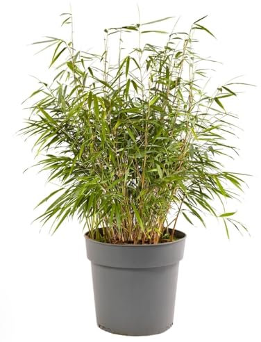 Fargesia Robusta - Live Clumping Bamboo Plant - Non-Invasive & Fast-Growing - Cold-Hardy & Drought-Tolerant - 17cm Pot 40cm Tall
