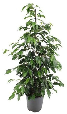 Ficus benjamina Danielle - Ø 21 cm - 95 cm
