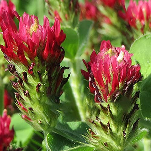 TOYHEART 200 Stücke Premium Blumensamen Klee Samen Kaltbeständig Nicht GVO Mini Gartenarbeit Geschenk Crimson Clover Samen Für Zuhause Samen