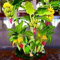 kiskick 300 Pz/borsa Semi di banano nano a crescita rapida commestibili prolifici saporiti nutrienti mini semi di banano per giardino per il tuo bellissimo giardino Giallo