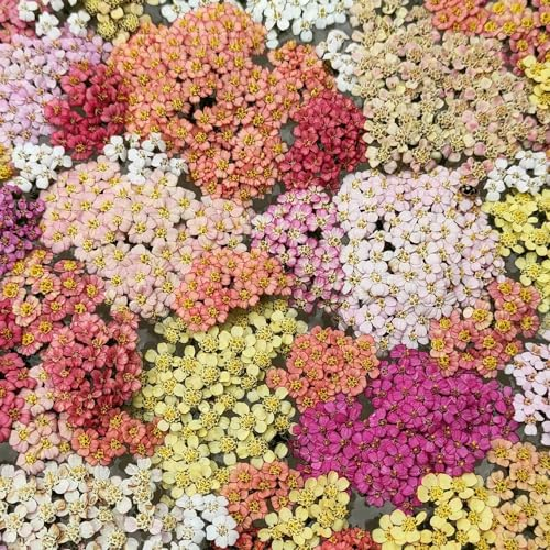200 Pcs Schafgarbe Samen Mehrjährig - Saatgut Blumenbeet, Exotische Pflanzen Winterhart Bio Schafgarbe Pflanze Samen, Winterharte Pflanzen Für Garten, Winterharte Blumen Gartendeko
