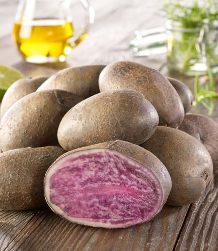 BALDUR Garten 5x Pflanzkartoffel 'Blaue St. Galler', auffallende dunkelblaue Schale, blau-violettes Fruchtfleisch bleibt farbig beim Kochen, lecker mild-cremiger Geschmack, vorwiegend festkochend