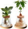 YWNYT 2 contenitori per piante idroponiche in vetro, stazione di propagazione per piante, terrario idroponico, vaso di vetro per piante acquatiche o fiori, decorazione da tavolo per casa e ufficio