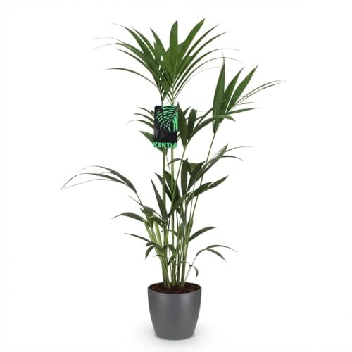 Howea Forsteriana Kentia Palme Zimmerpflanze Ø21 cm 130 cm | pflegeleicht und Luftreinigend, für Wohnraum und Arbeitsplatz, dekorativer Wuchs, für Innen- und Außenbereiche