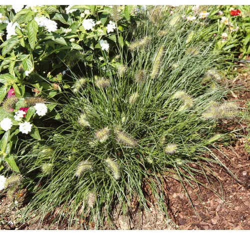 Pennisetum Little Bunny - Zwerg Federborstengras - winterhart, im Topf 11 cm, in Gärtnerqualität von Blumen Eber - 11cm