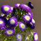 200 Pcs Callistephus Samen, Pflanzen Für Draußen Winterhart, Bodendecker Winterhart Mehrjährig (Callistephus Chinensis) Blumen Balkon, Garten Geschenke Für Frauen Herbst Dekoration,