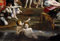 phtnmaihw Ölgemälde auf Leinwand, Domenichino – Diana Jagd, 60 x 90 cm, ohne Rahmen