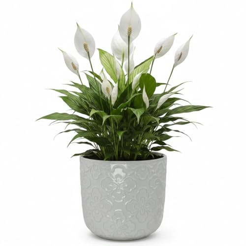 White Ceramic Flower Pot with Drainage Hole with Embossed Geometric Pattern Round Planter for Flowers, Herbs, Succulents Indoor and Outdoor Plants 15cm Diameter (White)