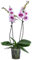 Dehner Schmetterlingsorchidee Aladdin, Phalaenopsis cultivars, zweitriebig, pink-weiße Blüten, 40-50 cm inkl. Pflanztopf, Ø Topf 12 cm, Zimmerpflanze