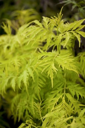 Sambucus racemosa 'Golden Lace' 40-60 cm - Roter Holunder, goldgelbes Laub, Blütezeit Mai-Juni, ideal für Hecken, bienenfreundlich, pflegeleicht