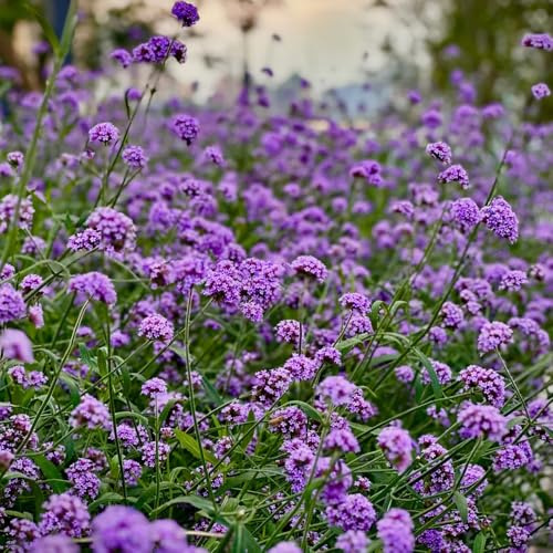 Semi di verbena, perenni semi selvatici esotiche per luoghi soleggiati serre da balcone da giardino roccioso resistenti 600pcs