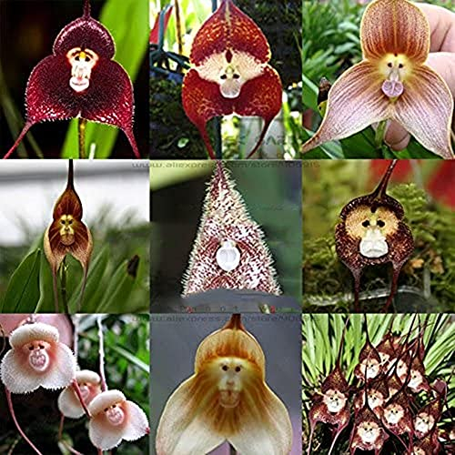 Affe Gesicht Orchideen Samen 200 Stück Mehrere Sorten Bonsai Pflanzen Samen für Haus & Garten Blumen Töpfe Pflanzer Schöne
