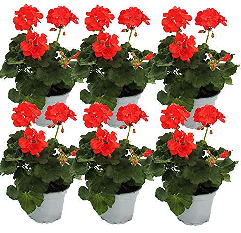 Geranios de pie – Pelargonium zonale – Maceta de 12 cm – Juego de 6 plantas – Rojo claro