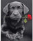 Diamond Painting Eckige Steine 40x50 cm 5D Diamant Painting Bilder Sets Diamond Painting Hunde Labrador Rose DIY Daiments Painting Diamant Malerei Hund Malen nach Zahlen für Haus Wand