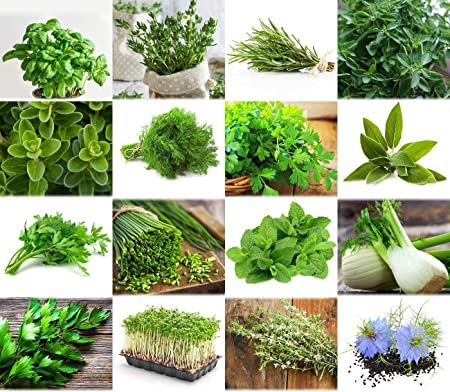 Mix/Set Herb Garden/Kitchen Herbs 16 x semi delle erbe più popolari del Portogallo / 100% naturale origano timo maggiorana rosmarino aneto basilico salvia