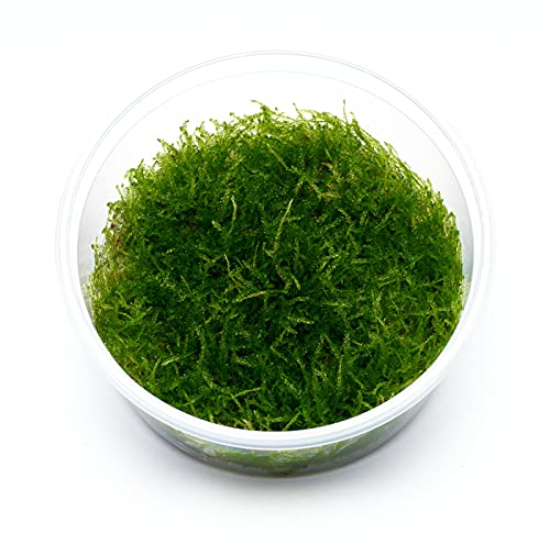 USCAPE Taxiphyllum sp. barbieri - Javamoos in vitro XL - 8,5cm Bechergröße - in vitro Wasserpflanzen für Aquarien
