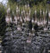 Virginischer Riesen Ehrenpreis Album - Veronicastrum virginicum