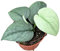 Scindapsus Silver Hero - Efeutute - Zimmerpflanze - Ø10,5cm - ↑60cm