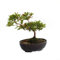 KENTIS - Bonsai Azalea Satsuky - Japanische Azalee Pinke Blume - Echte Pflanzen für den Außenbereich, hergestellt in Japan - H 17-23 cm, Topf Ø 16 cm